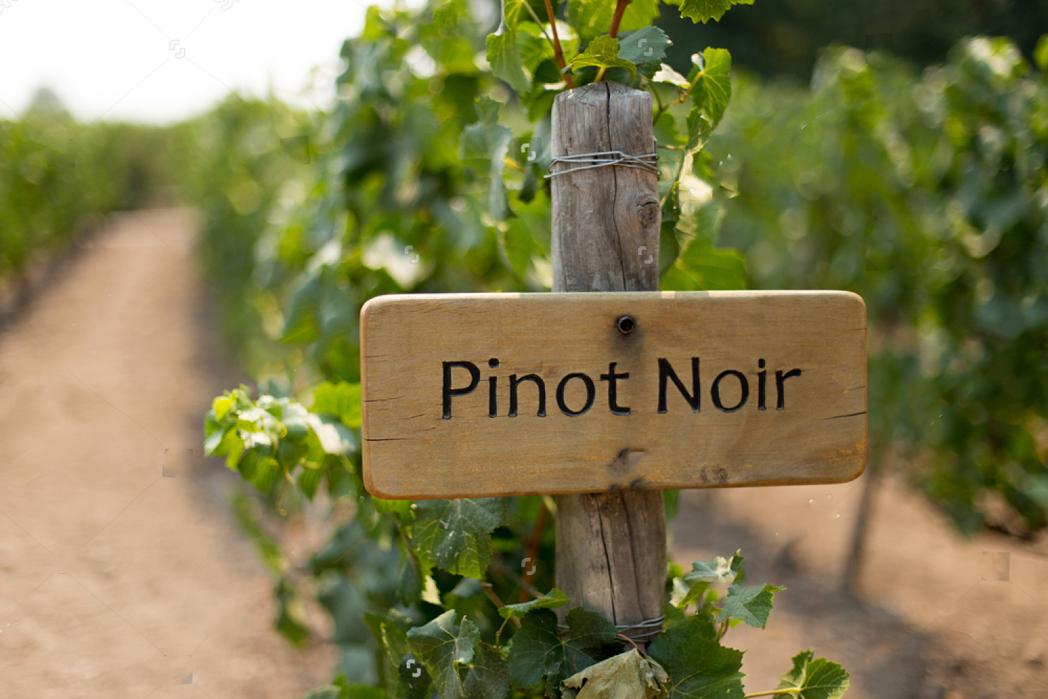 Pinot Nero, che Passione!  Ristorante Valsellustra
